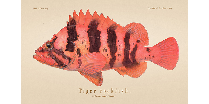 Tiger Rockfish