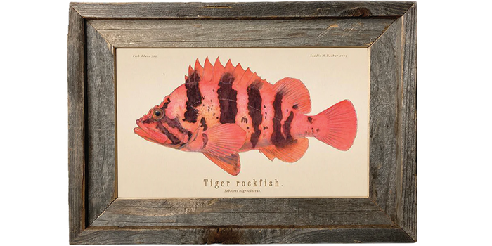 Tiger Rockfish