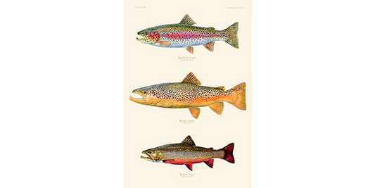 Trout - Rainbow, Brown, Brook 301 Artwork Print
