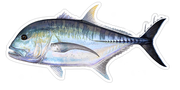 Ulua "GT" - 8"