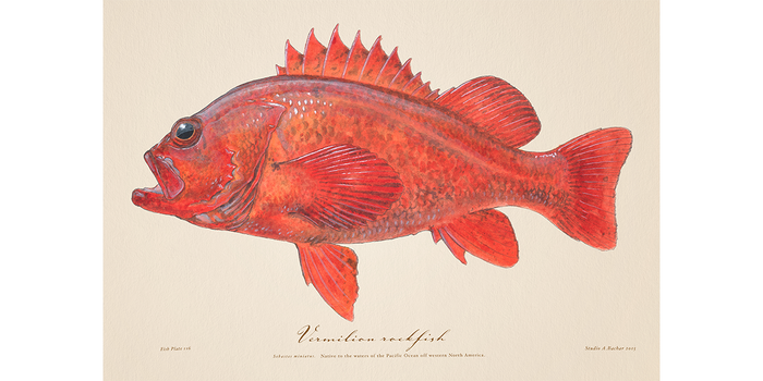 Vermilion Rockfish Illustration 116