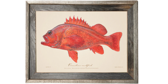 Vermilion Rockfish Illustration 116