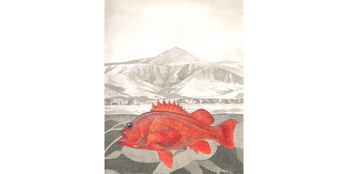 Vermilion Rockfish Over Big Sur