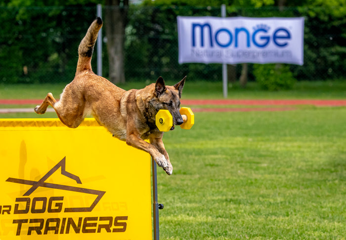 Video Coaching for Competition Sports and Pet Dog Obedience