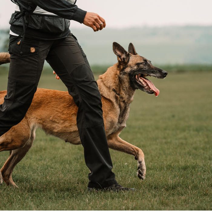 Video Coaching for Competition Sports and Pet Dog Obedience