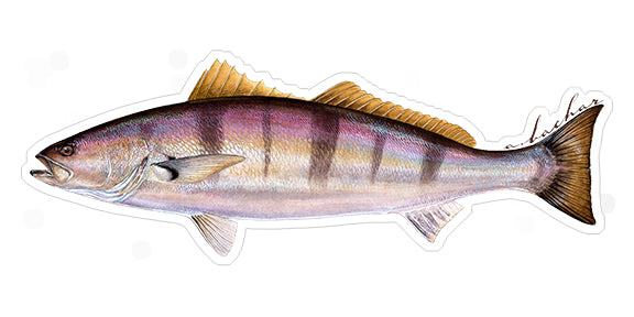 White Seabass - 8"