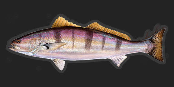 White Seabass - 8"