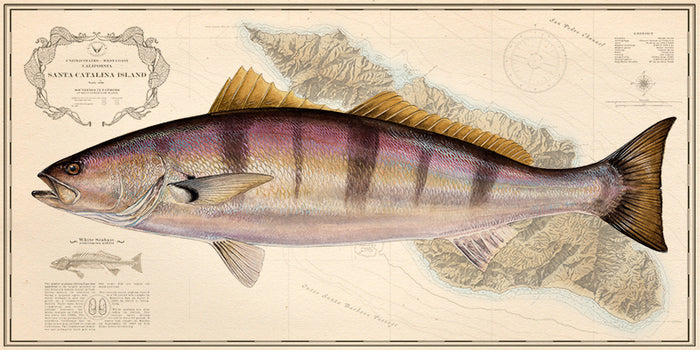 White Seabass
