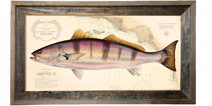White Seabass