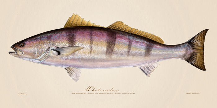 White Seabass