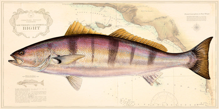White Seabass
