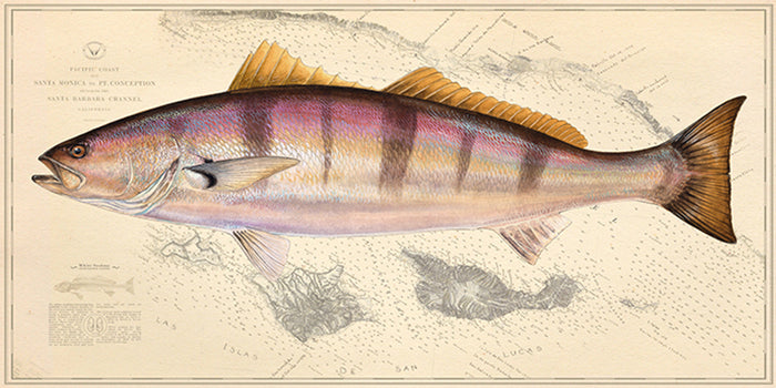 White Seabass