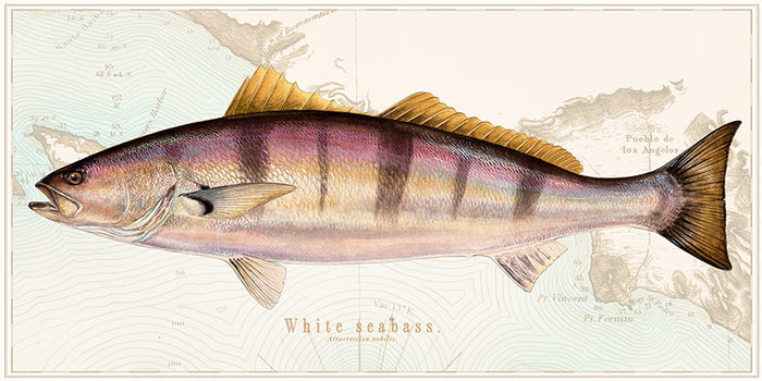White Seabass