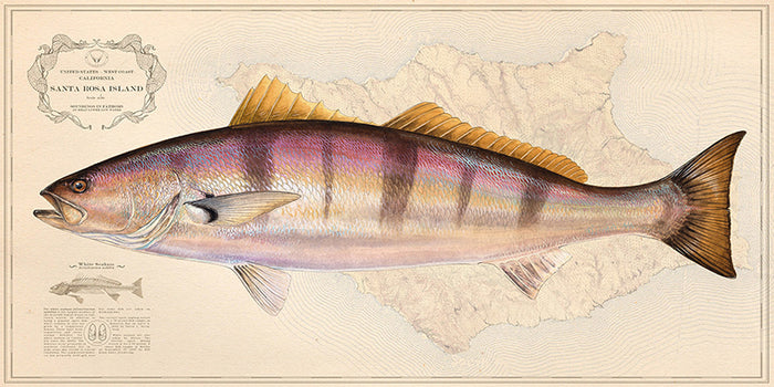 White Seabass