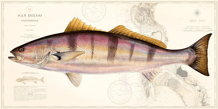 White Seabass