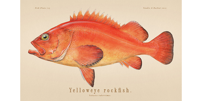 Yelloweye Rockfish