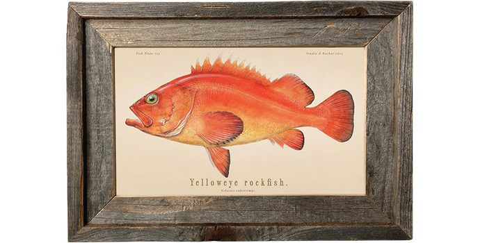 Yelloweye Rockfish