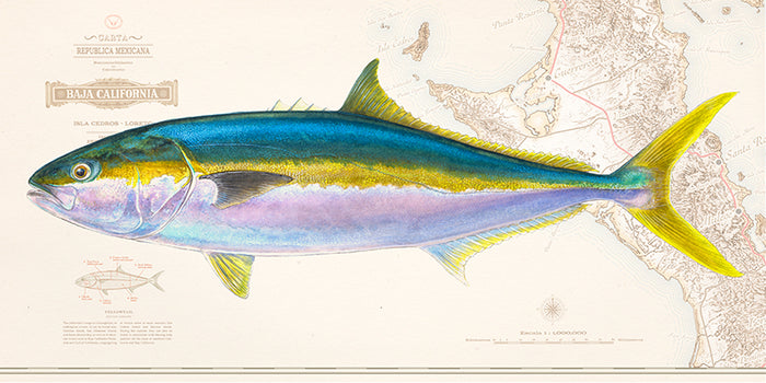 Yellowtail