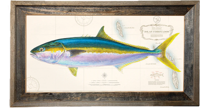 Yellowtail