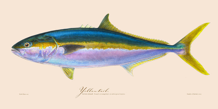 Yellowtail