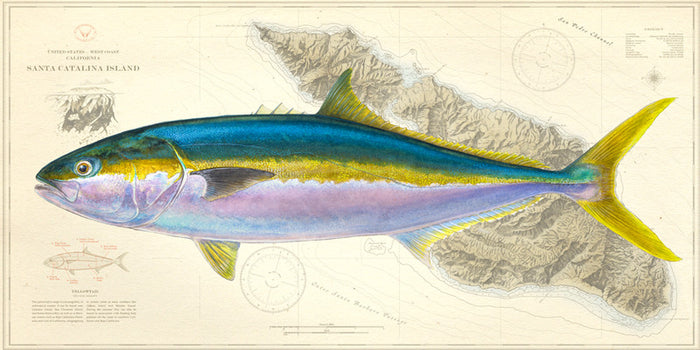 Yellowtail