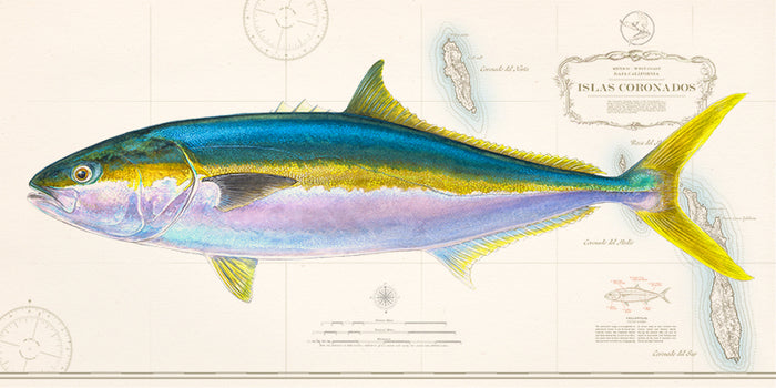 Yellowtail