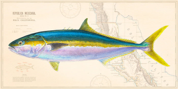 Yellowtail