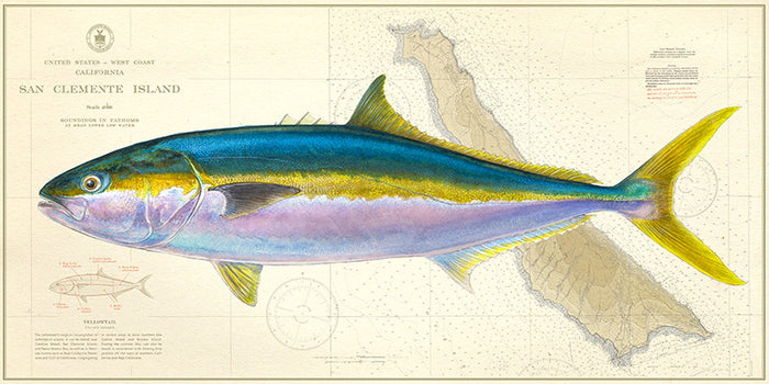 Yellowtail