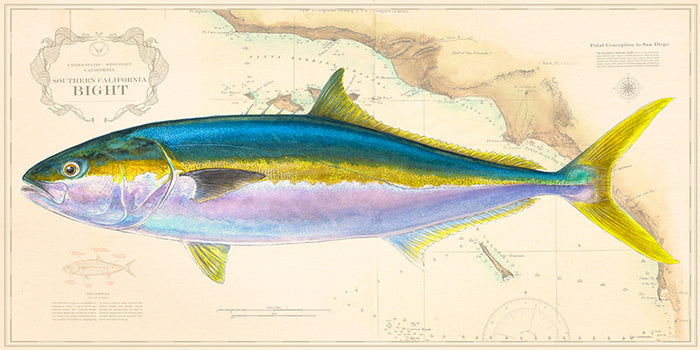 Yellowtail